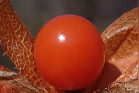 燕都新趣|植物种子有怎样的奇趣，它们的传播又有怎样的妙招？图片