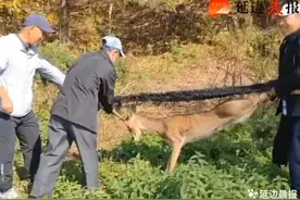 珲春市民登山途中解救被困狍子图片