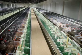 商城：发展肉兔助力乡村“蹦”富路图片