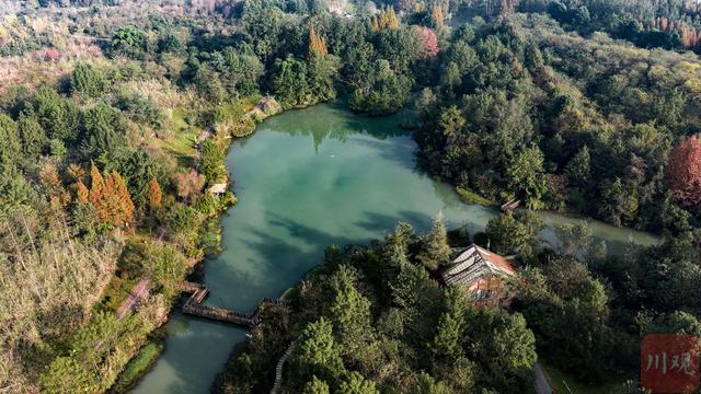 C视觉︱成都这片“水上森林”美到窒息 错过再等一年