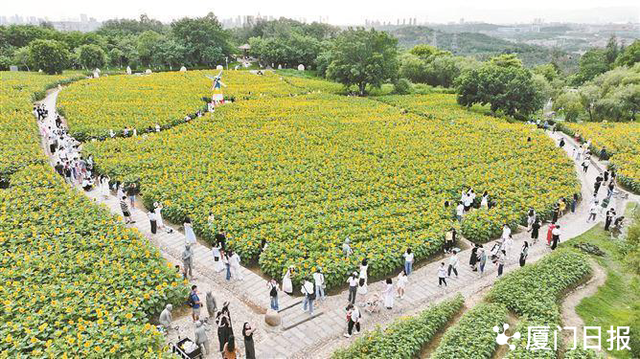 再度“出片”！翔安香山50亩向日葵花海引人入胜