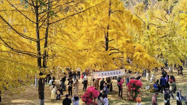 致游客｜错峰出游更舒心！南雄帽子峰的“金秋童话”，仍在为您驻留！