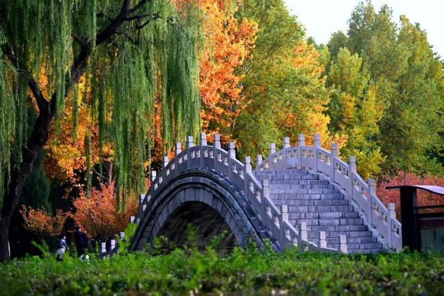 不必远行！邢台街头巷尾的彩叶之约等你赴会