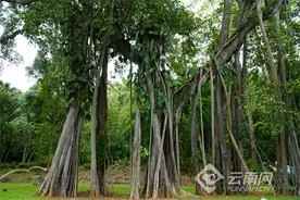 【“象”往之地的绿野之歌】打洛口岸：中缅边境的经贸关卡图片