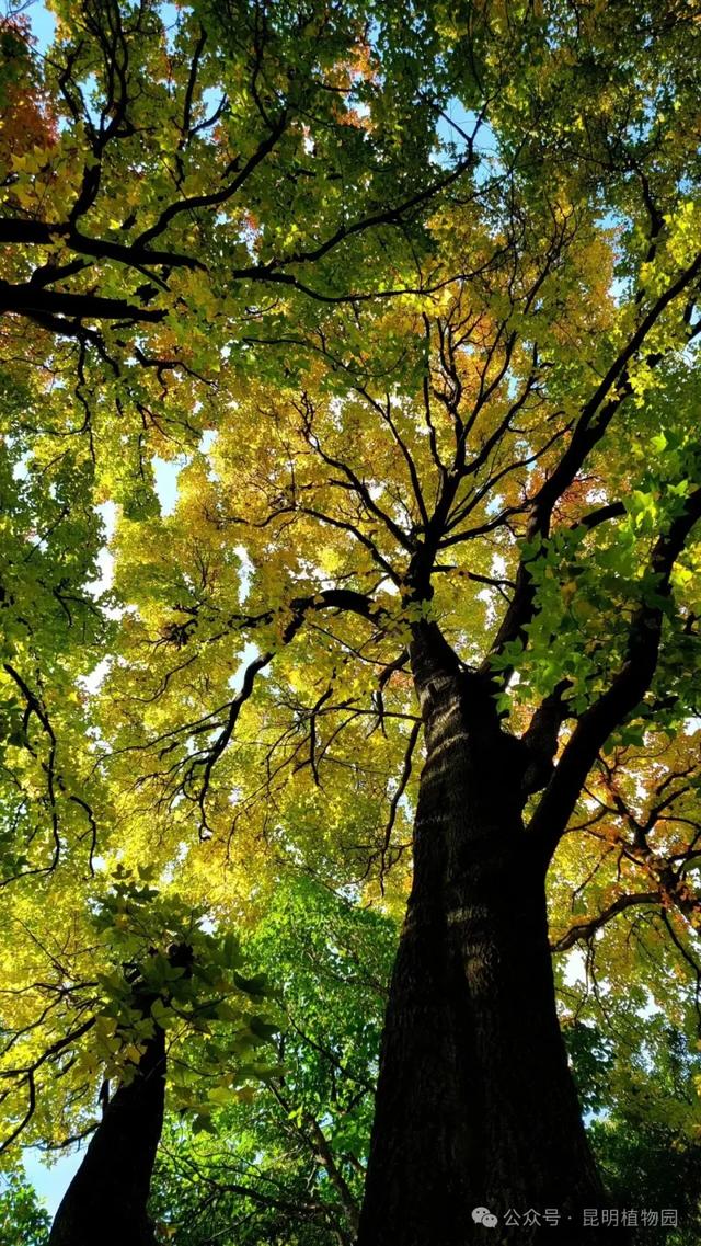 昆明迎来最美赏枫季 打卡攻略奉上