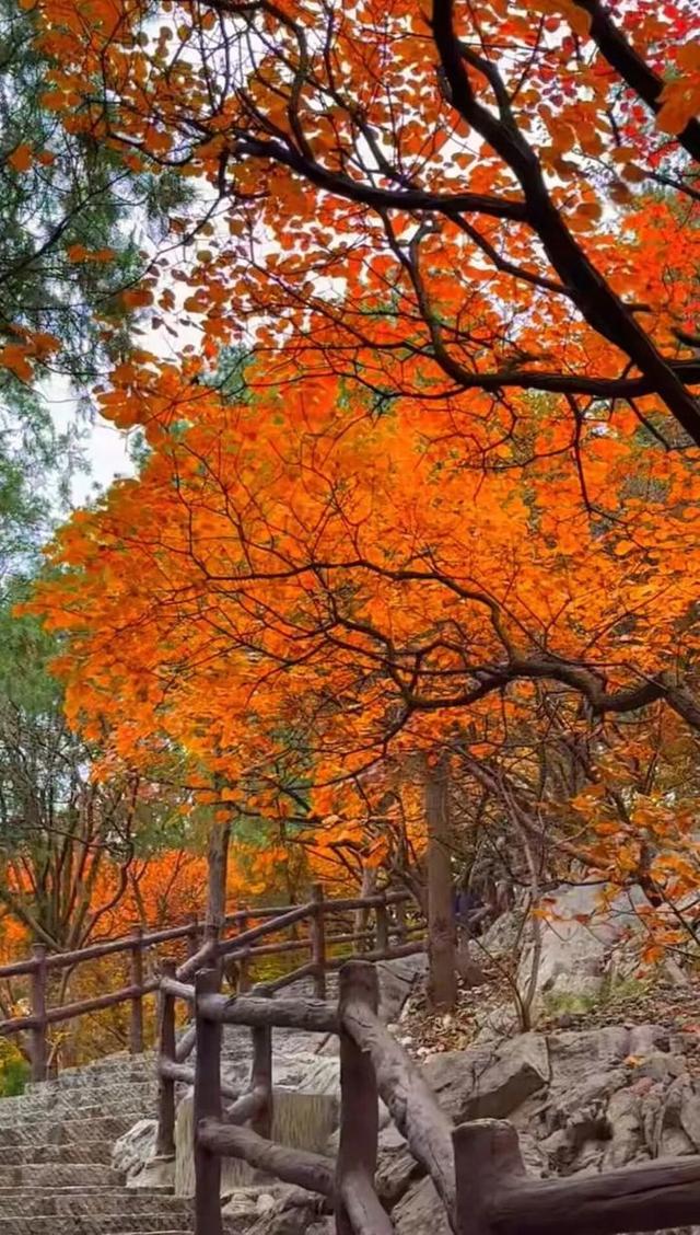 这份秋色图鉴，带您打卡藏在公园里的济南秋景