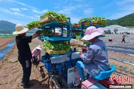 （聚焦中国高质量发展）秦岭腹地的粤港澳大湾区“菜篮子”图片
