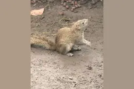 杭州西湖边有人拔断松鼠尾巴？西湖景区：正展开调查核实图片