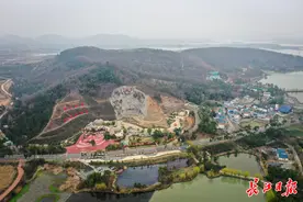 25年种树复绿不开发，蔡甸乌梅山守来“金娃娃”图片