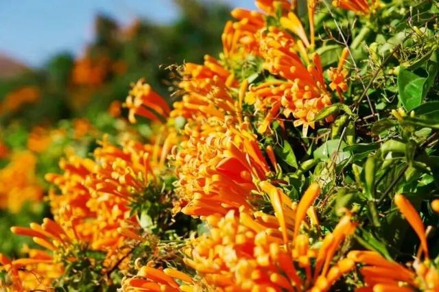 楚雄花开成海！你期盼的春天提前来了