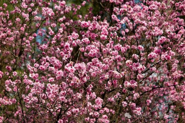 冬樱花、梅花、郁金香、虞美人......昆明最全赏花攻略请查收