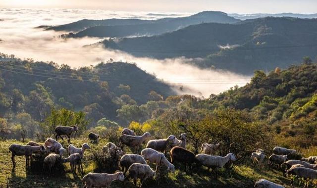 华亭关山多彩林海 解锁陇东最浓秋意