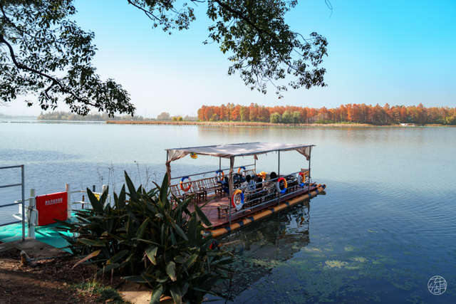 大雁伴飞、鱼鹰伴游，东湖生境雁岛全攻略来了！