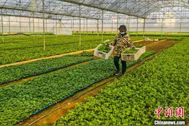 广西贺州发展设施蔬菜13.78万亩 打造粤港澳大湾区“菜篮子”图片