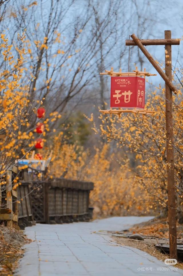 周末赶紧冲！趁着阳光明媚去寻香→