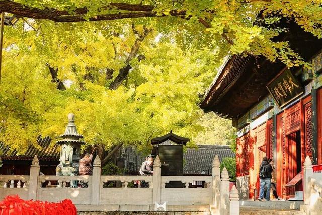 金色瀑布！北京这些千年古银杏正在最佳观赏期！