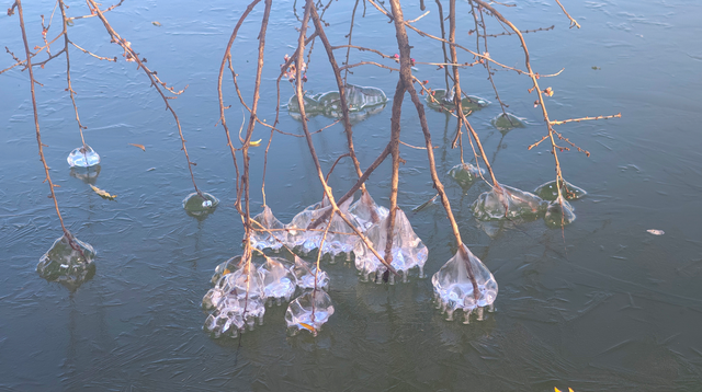 冬日颐和园：昆明湖冰裹树枝，宛如水晶雕塑