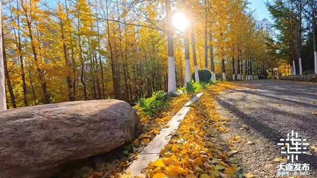 尽享秋日浪漫，大连24个“叶景打卡地”名单来了！