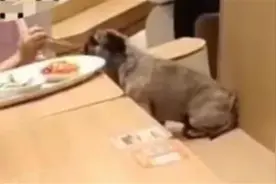 顾客与宠物狗共用餐具，餐厅就该负起管理之责图片