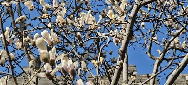 京城春早启新程｜梅香报春！北京开启早春赏花模式