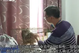 30秒|“凶猛大鸟”被群众救助 国家二级保护动物雕鸮再次现身南溪图片