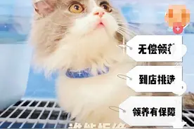 爱宠人士看过来 0元领养猫咪？小心有猫腻！图片