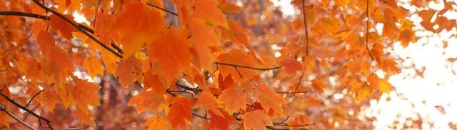 限定美景！听说有人还没去…