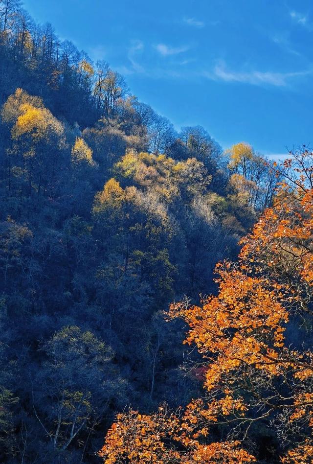 重庆秋色“天花板”火了！最快1小时飚拢！