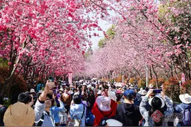 【组图】春城赏花季｜“樱”你而美！3月8日相约呈贡洛龙公园樱花节图片