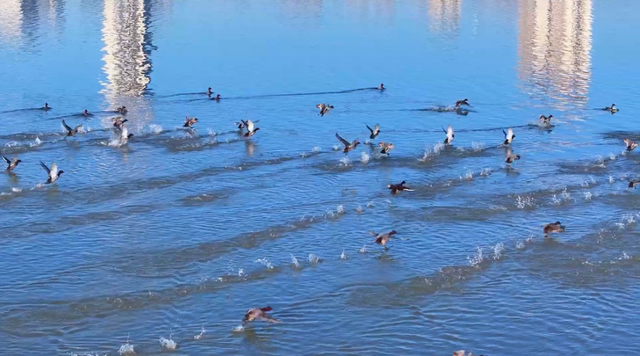 南海新区：天鹅归来鸟儿聚 生态美景入画来