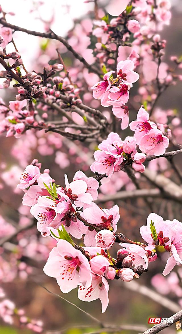 组图｜嫣红映蓝天！张家界的春天如约而至