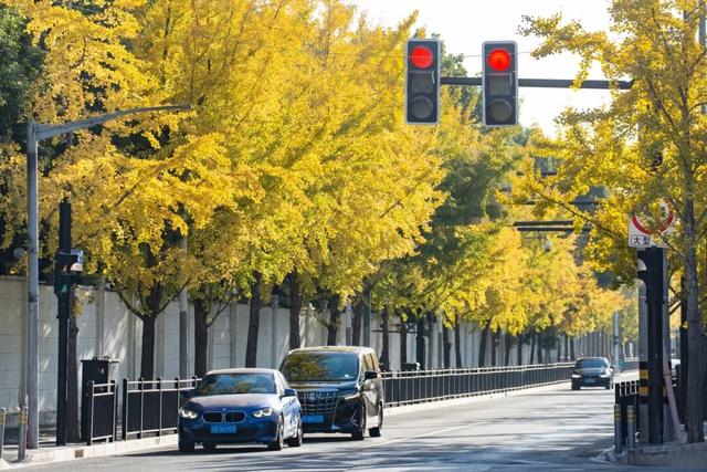 长宁最全银杏打卡点来啦，还有“宁宁”的私藏点位哦～【看“宁”的】