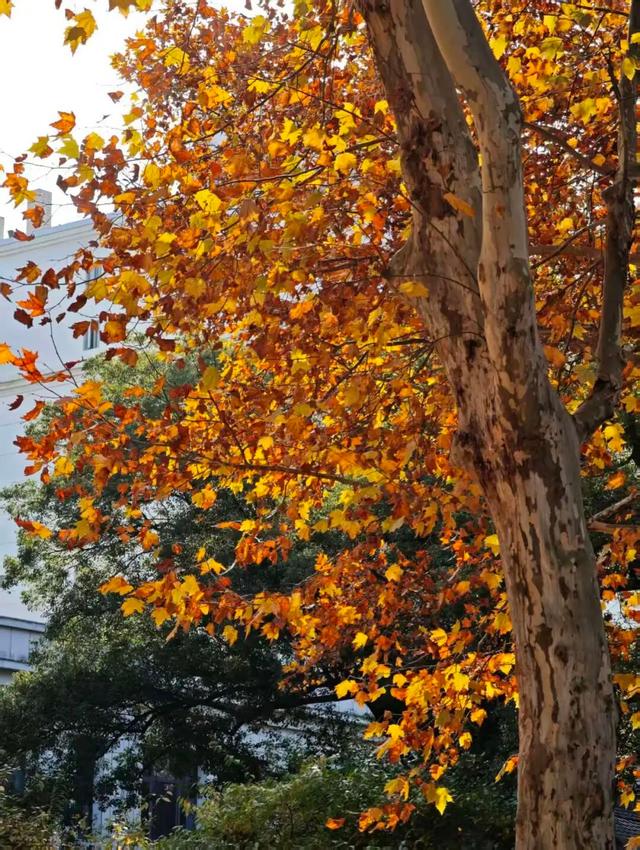 开福上新色：捕捉开福黄调时刻