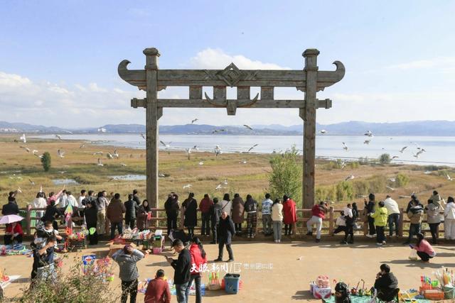 图库推荐丨威宁草海:红嘴鸥翩跹,奏响冬日生态乐章