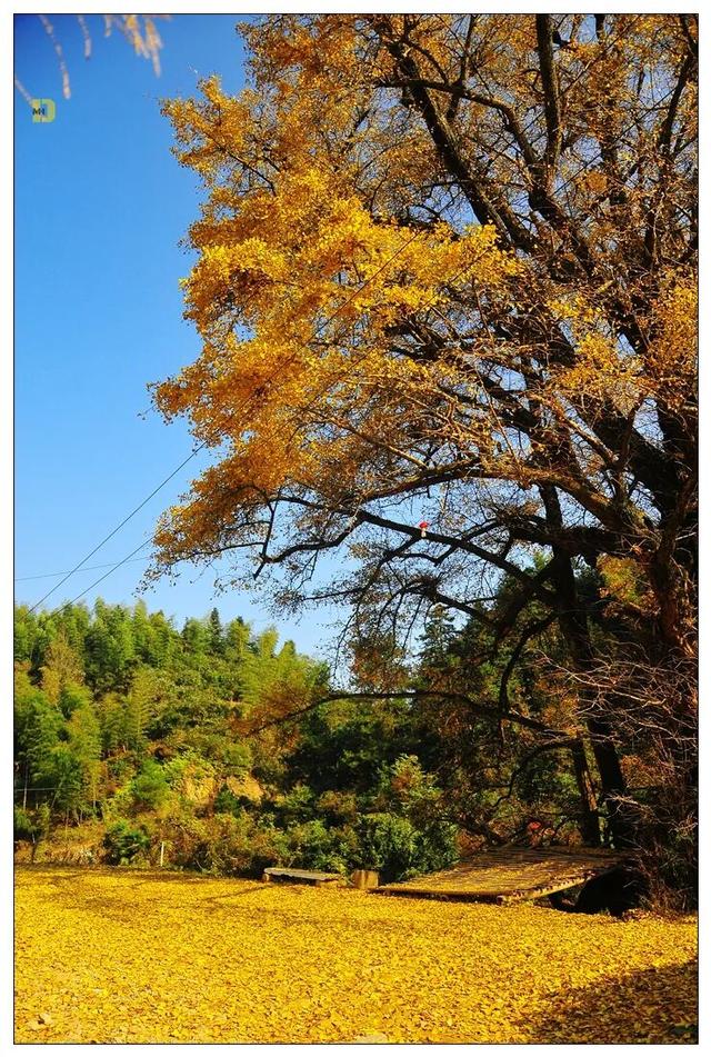 一树鎏金一树诗，铅山这3个绝美银杏打卡地惊艳整个秋天！