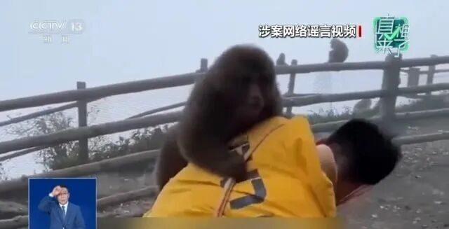 峨眉山爆发“人猴大战”，猴王逼女游客坠崖后被击毙？警方最新通报