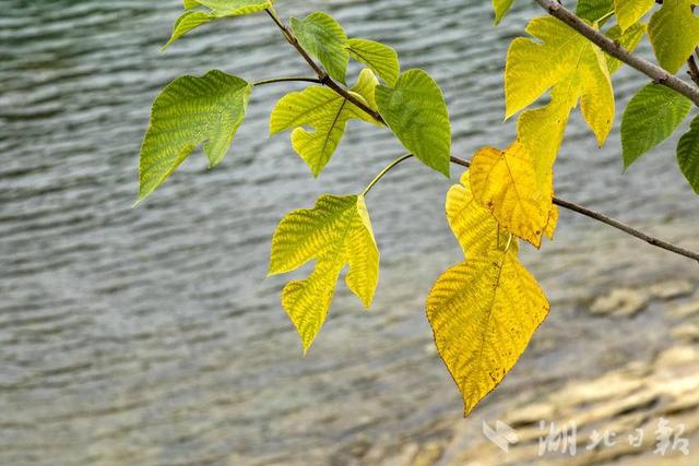 恩施市：城市初冬景色美