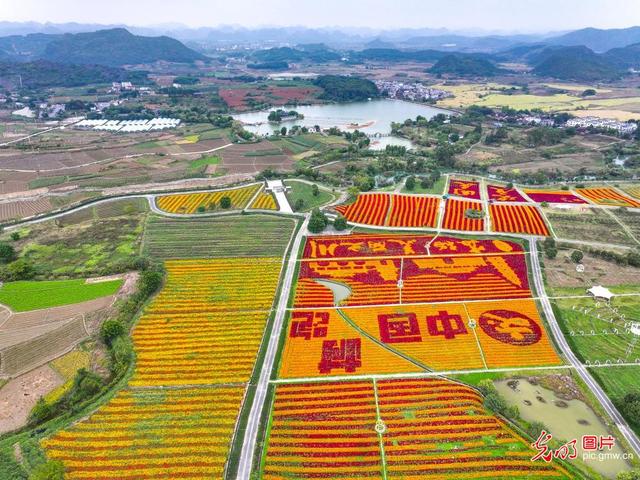 初冬花海绘就田园盛景