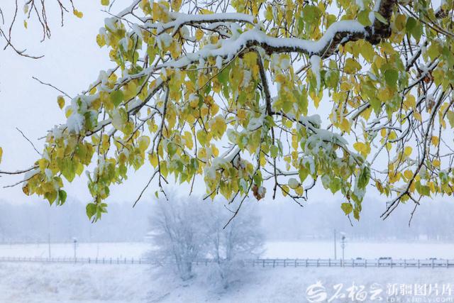 那拉提：雪花轻舞绘就清雅丹青