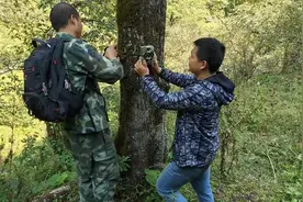 绿水青山踏歌行 | 90后护林员用脚步“听诊”秦岭图片