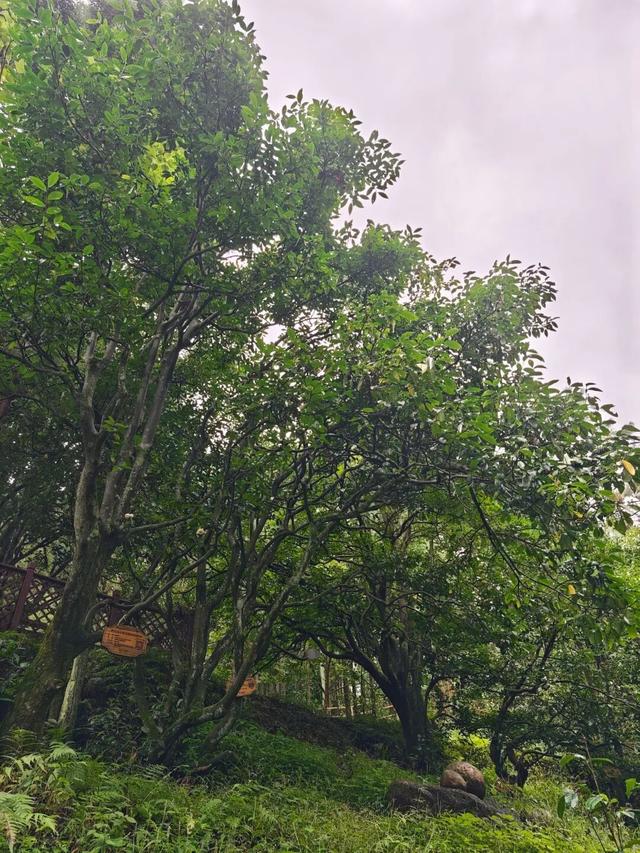 兴听普安||茶韵画境马家坪