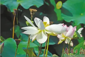 荷月韵起 律动海滨图片