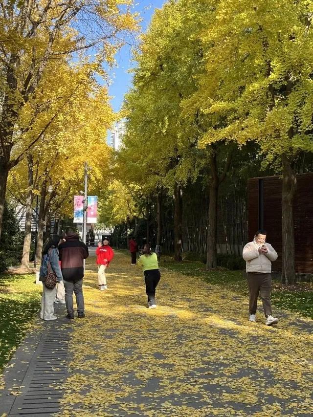 金色长廊加载中！静安这条道路银杏渐入佳境↑