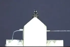 “啾啾啾”莫名叫声半夜扰人好梦 破案了！原是夜鹰在小区楼顶“搞鬼”图片