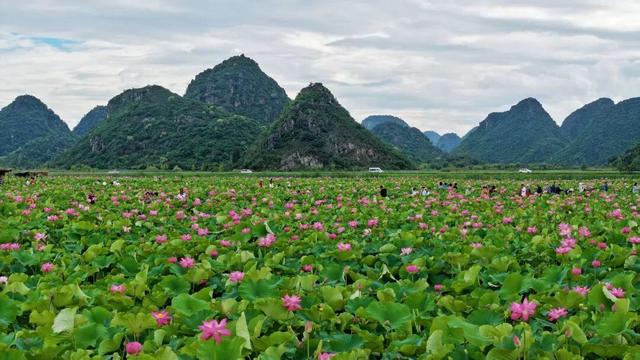 云游美丽中国 · 普者黑特辑