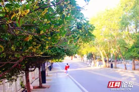 零陵十月秋意浓，满城尽飘桂花香图片