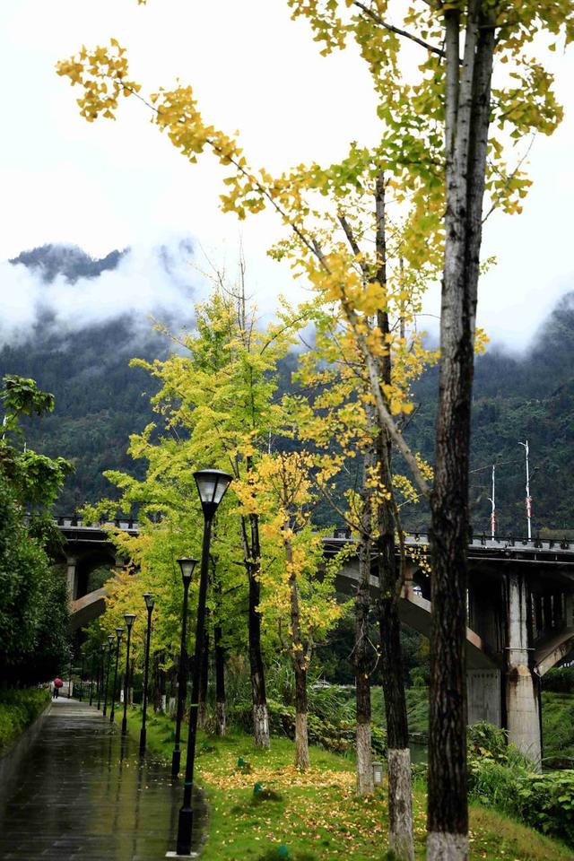 诗画冬日鹤峰：溇水波光里 银杏写诗篇