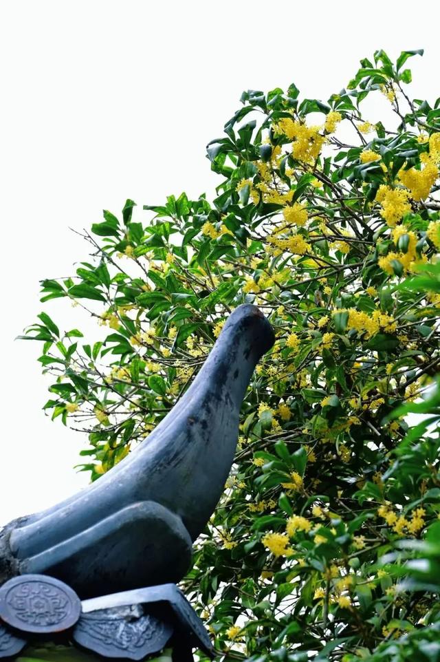 这是一条有味道的推送眼下的南宁 “桂” 气冲天，这泼天的“馥桂” 真香