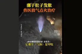 真正“火”出了圈！湖北恩施一兽医给骡子放气点火治疗胀气在网上走红图片