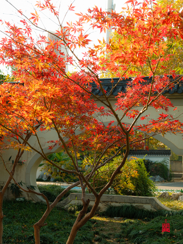 红红红红！红“枫”了！